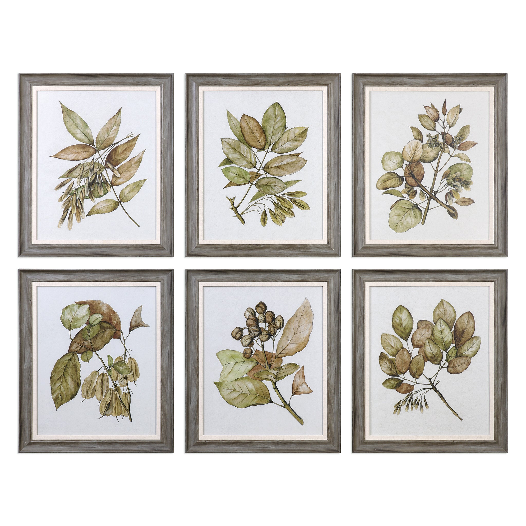 Uttermost Seedlings Framed Prints S/6