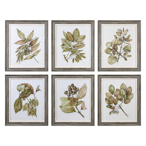 Uttermost Seedlings Framed Prints S/6