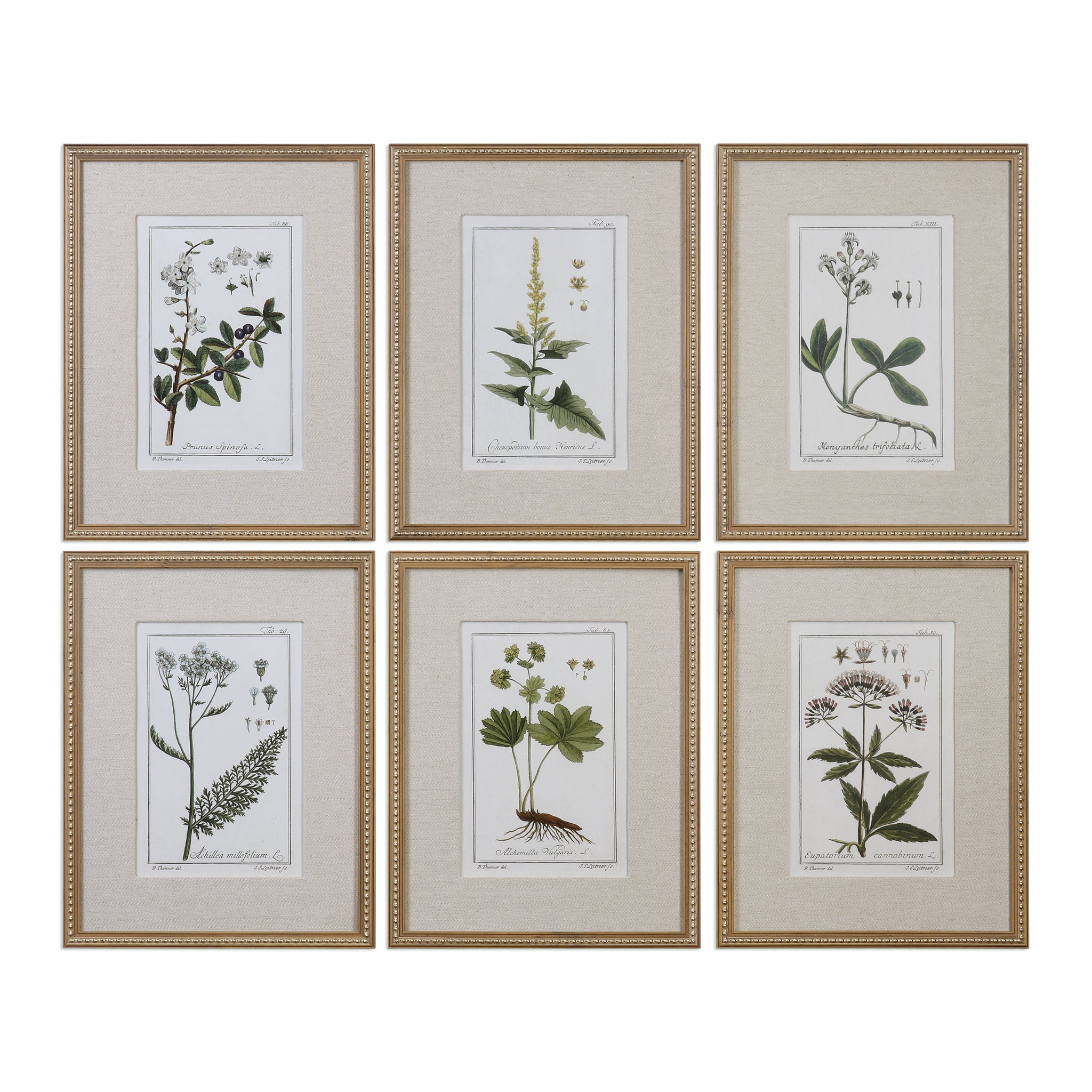 Uttermost Green Floral Botanical Study Prints S/6