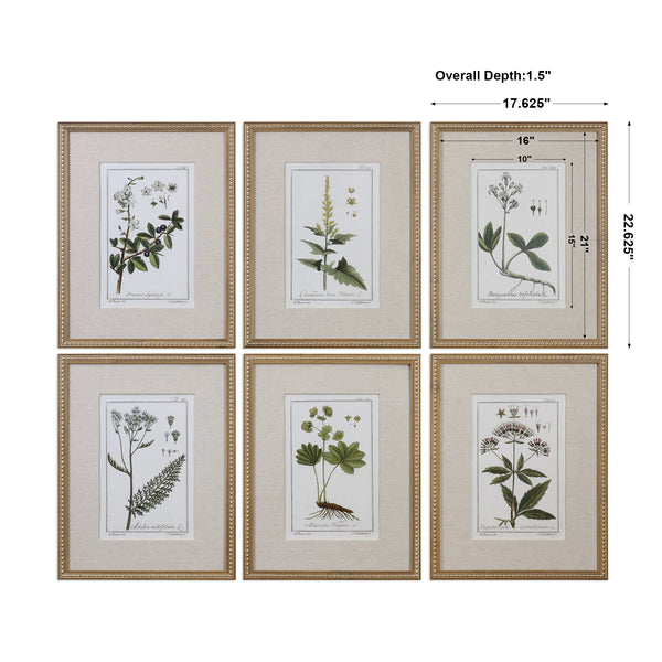 Uttermost Green Floral Botanical Study Prints S/6