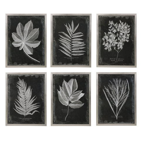 Uttermost Foliage Framed Prints, S/6