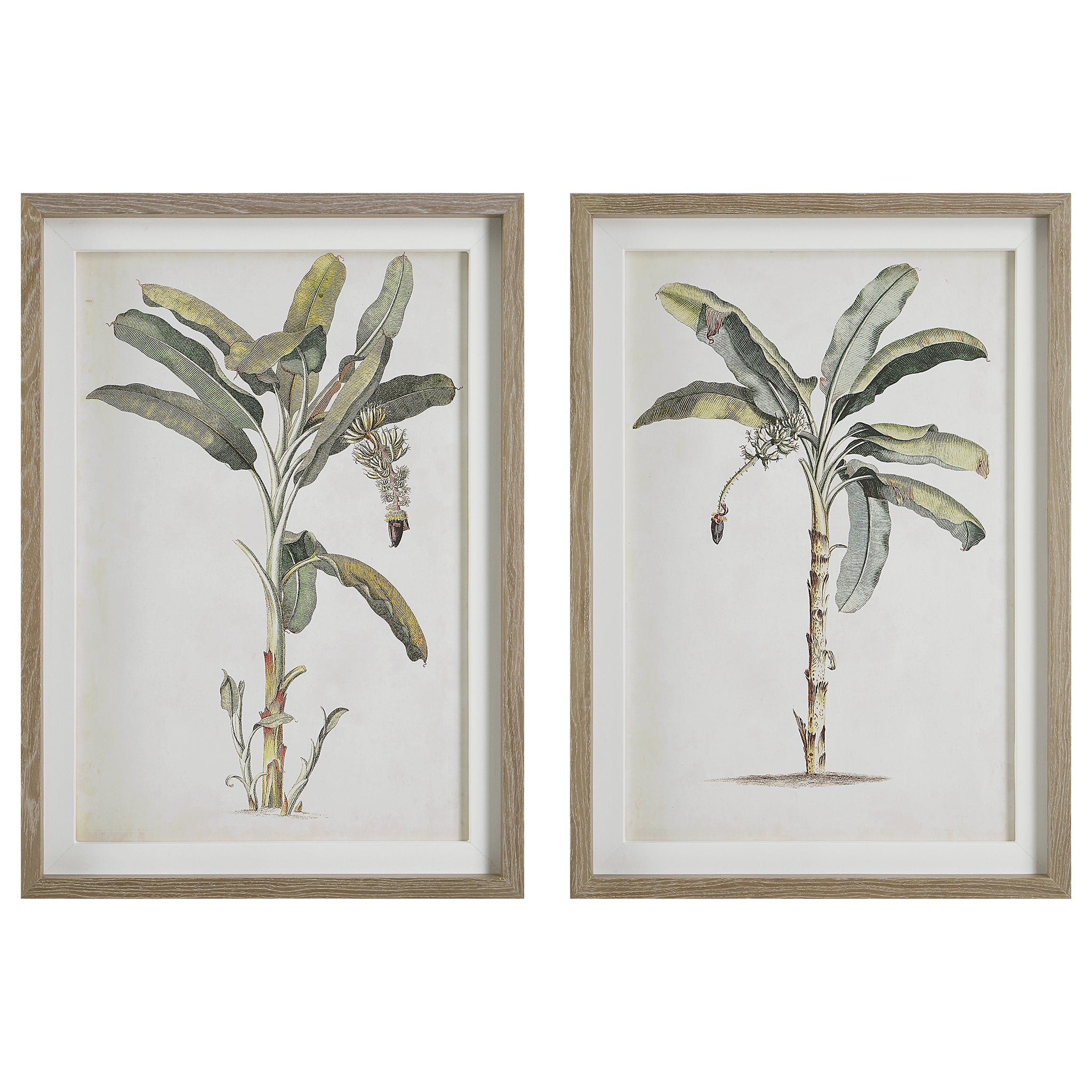 Uttermost Banana Palm Framed Prints, Set/2