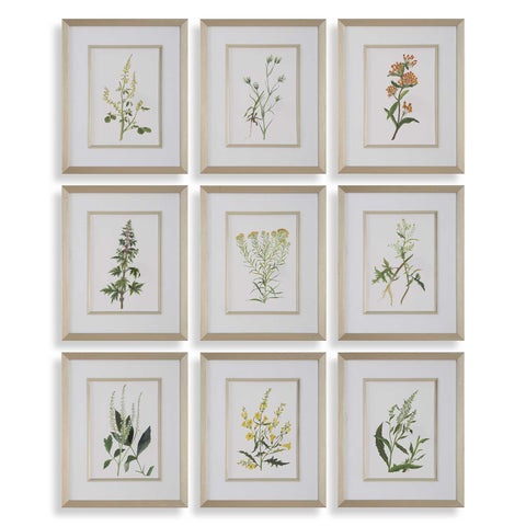 Uttermost Botanical Flowers Framed Prints Set/9