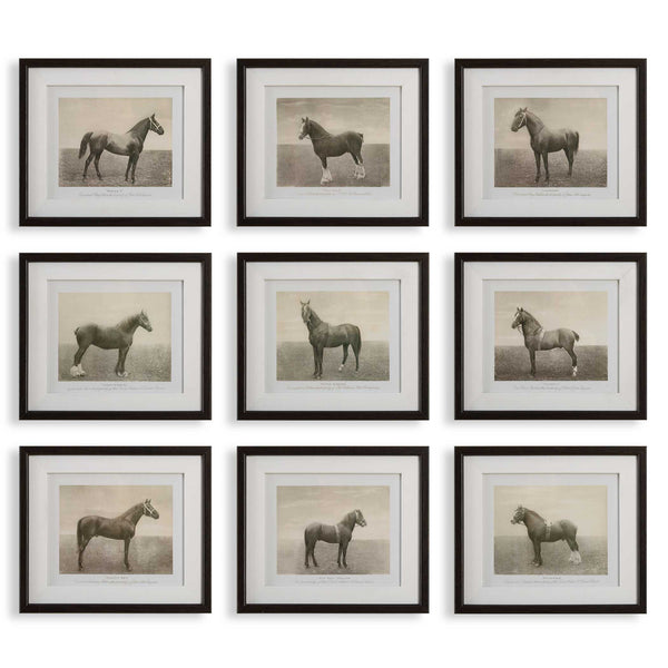 Uttermost Equine Dynasty Framed Prints Set/9