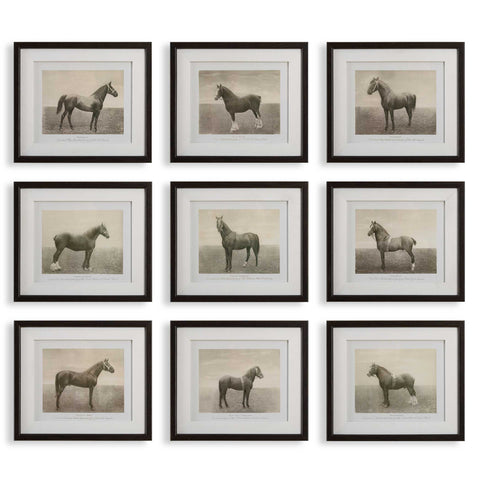 Uttermost Equine Dynasty Framed Prints Set/9