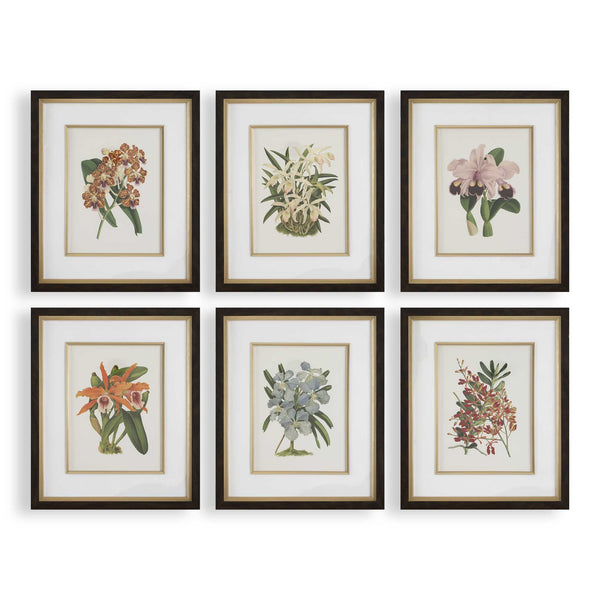 Uttermost Orchid Botanical Framed Prints Set/6