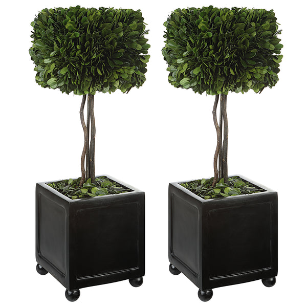 Uttermost Preserved Boxwood Square Topiaries, S/2