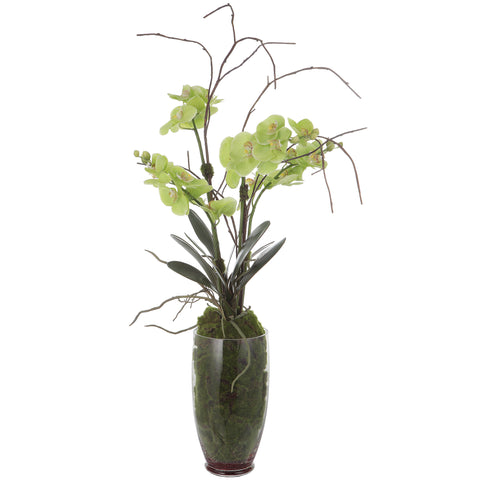 Uttermost Valdive Orchid