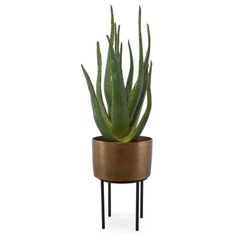 Uttermost Arabia Aloe Planter