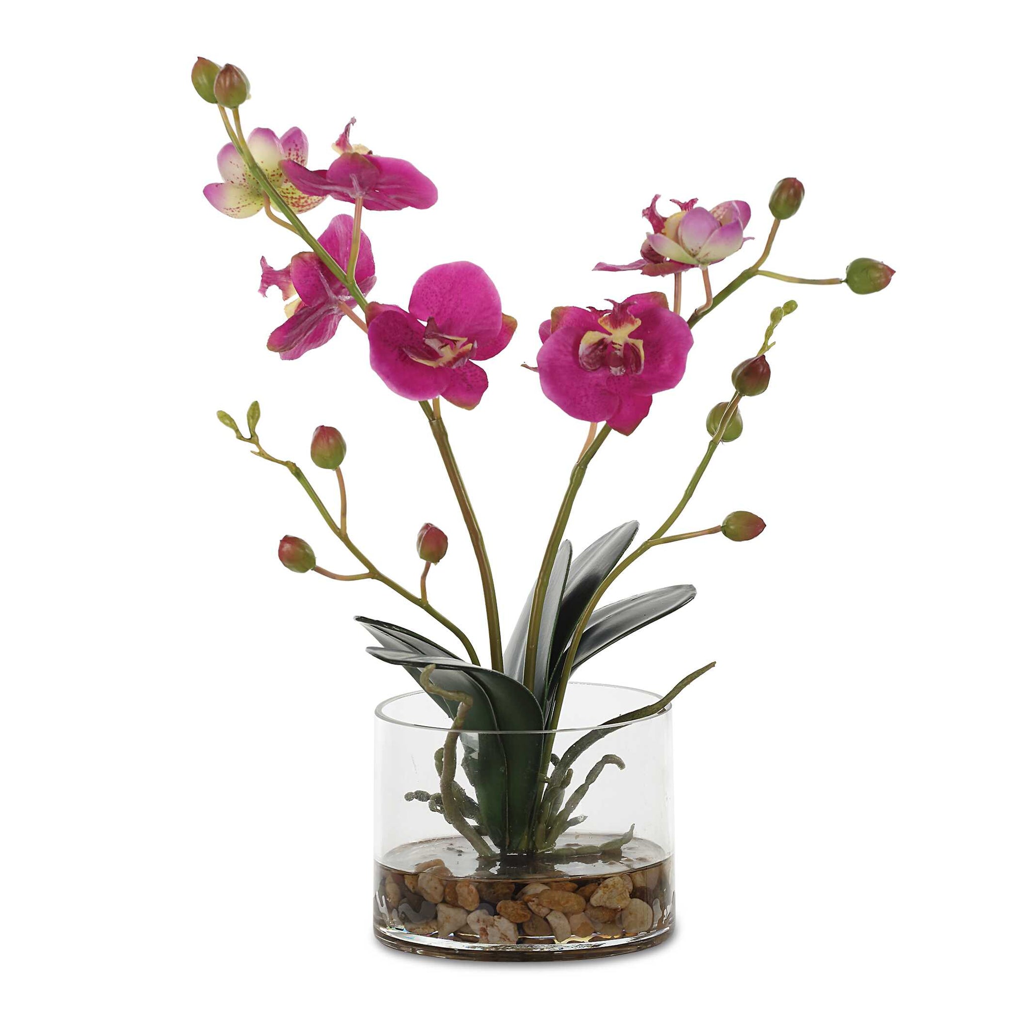 Uttermost Glory Fuchsia Orchid