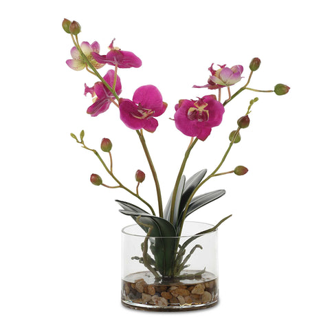 Uttermost Glory Fuchsia Orchid