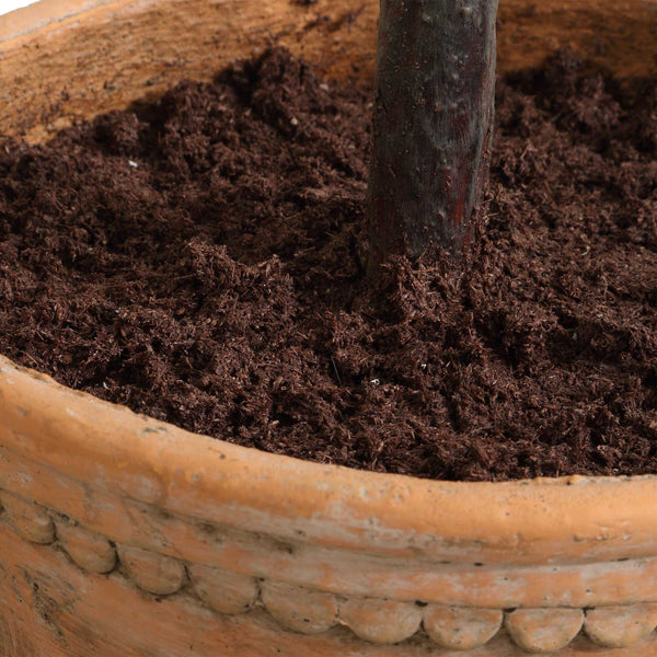 Uttermost Olea Potted Olive Tree