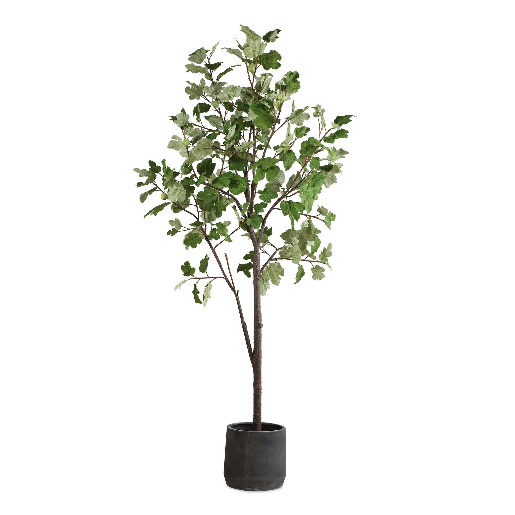 Uttermost Eden Potted Fig Tree
