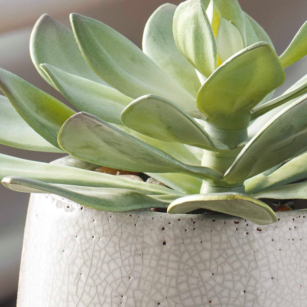 Uttermost Dudleya Gray Outdoor Succulent